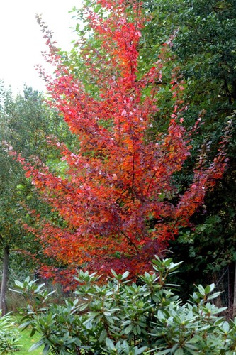 Rotahorn october glory acer - 'october,