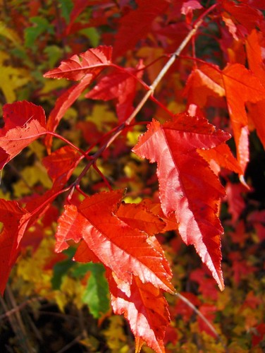 Acer ginnala feuerahorn - acer, ginnala,