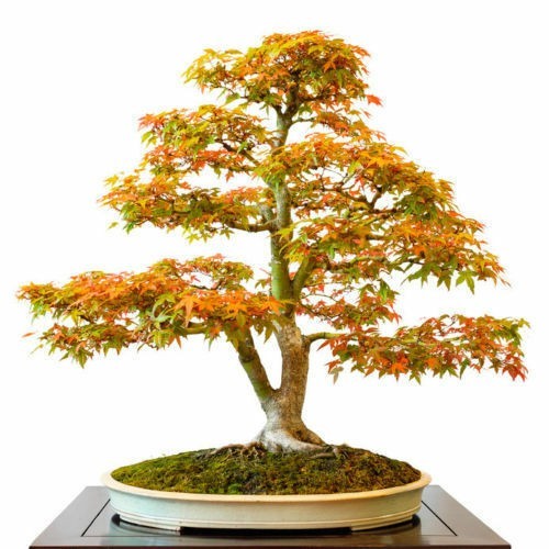 Samen der fächerahorn bonsai - samen,