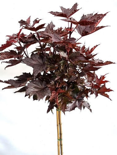 Blut ahorn crimson sentry - ",