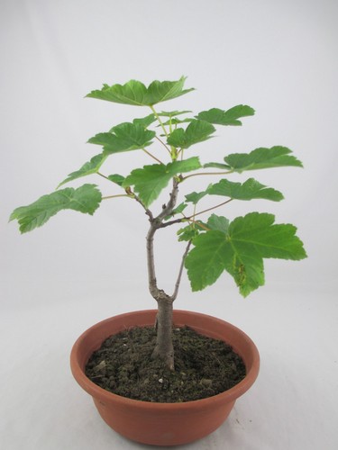 Bonsai bergahorn acer - bergahorn,