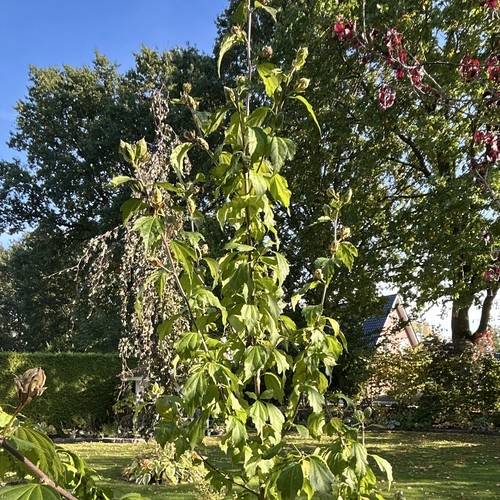 Hibiscus baum für garten - hibiscus,