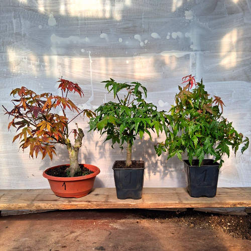 Bonsai japanischer ahorn - 3x,