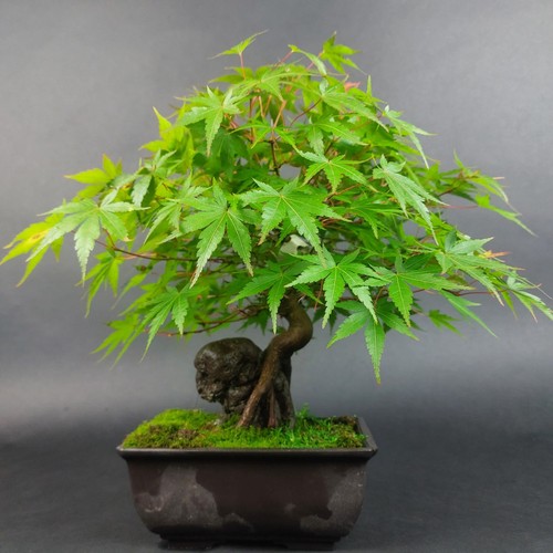 Bonsai fächerahorn acer - bonsai,