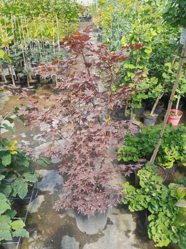 Acer palmatum fireglow 130cm - acer,