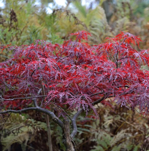 Japanischer schlitzahorn red - japanischer,