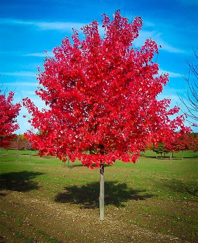 Rot ahorn red sunset 120 - ,