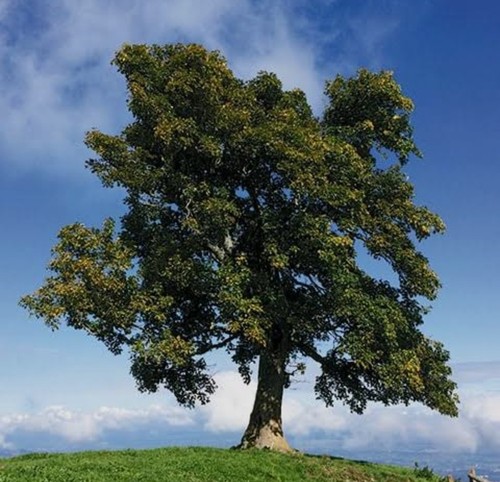 Bergahorn acer - bergahorn,
