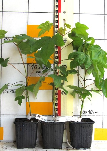 Acer macrophyllum seltener - acer,