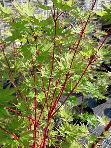 Acer palmatum sangokaku - acer,
