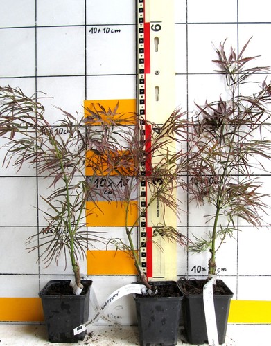 Acer palm red pygmy - ,
