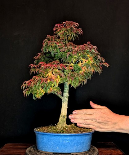 Bonsai löwenkopfahorn acer - bonsai,