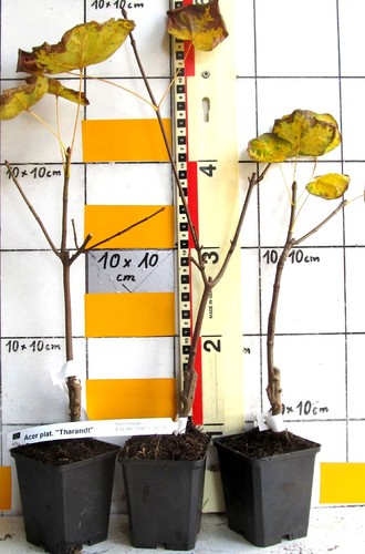 Acer platanoides tharandt - acer,