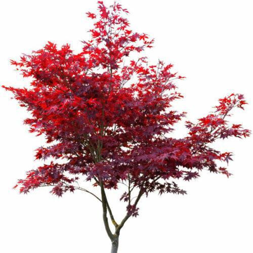 Roter fächerahorn 80cm - fächerahorn, 70-80cm