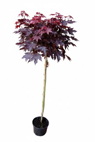Kugel ahorn rote blätte r - ,,