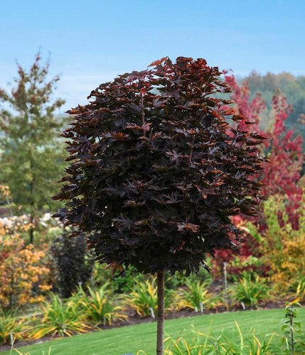 Kugel ahorn purple globe - purple, 180