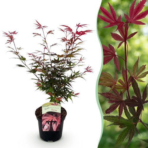 Acer palmatum shaina - palmatum,