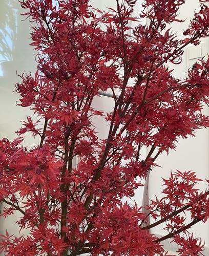 Acer palmatum shaina - acer,