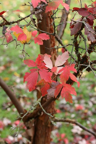 Zimt ahorn acer griseum - zimt-ahorn,