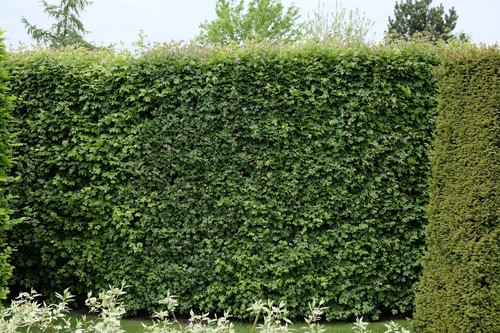 50st feldahorn 80cm - 50st.,