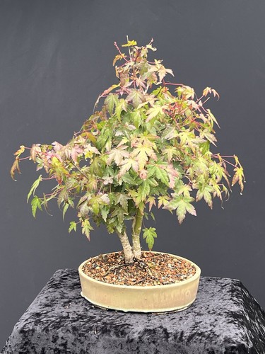 Bonsai ahorn shohin - ahorn, kleiner