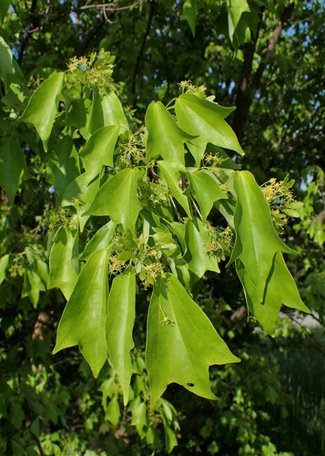 Dreispitz ahorn acer - dreispitz-ahorn,