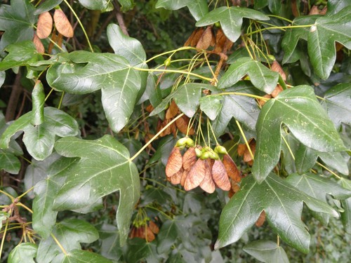 Französischer ahorn acer - französischer,