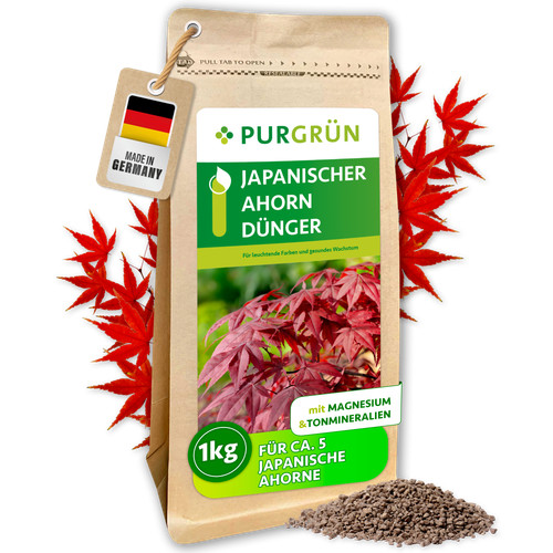 Purgrün japanischer ahorn - japanischer,