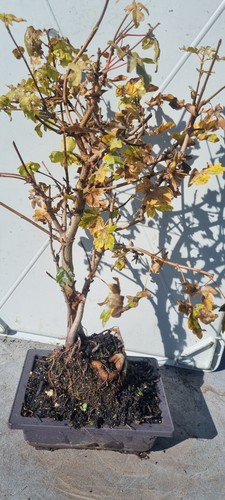 Prebonsai feldahorn acer - ,