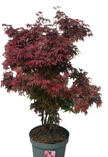 Roter fächerahorn acer - fächerahorn,
