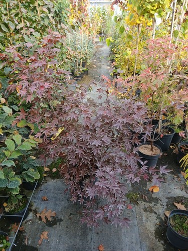 Acer palmatum fireglow - fireglow, 130cm+