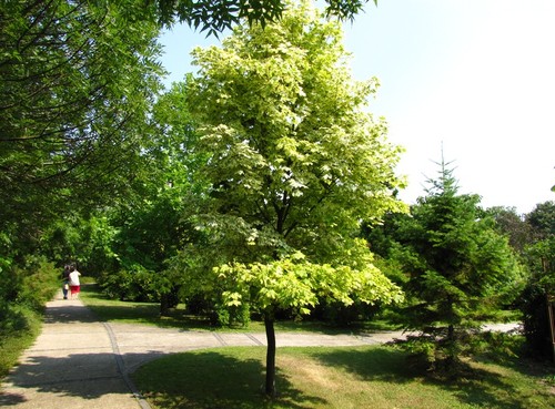Spitz ahorn drummondii 150 cm - spitz-ahorn,