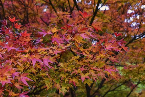 Fächer ahorn acer palmatum - acer,