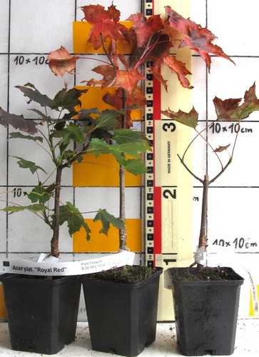 Acer platanoides royal red - acer, red"