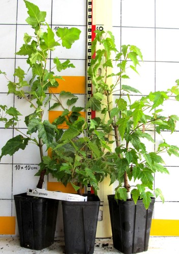 Acer ginnala feuerahorn - ginnala,