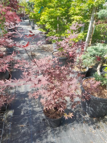 Acer palmatum fireglow - palmatum,