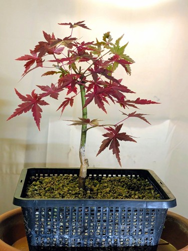 Japanischer ahorn bonsai - ahorn,