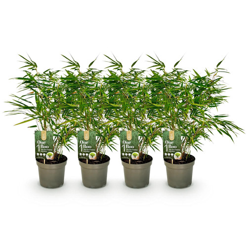 Acer palmatum pink - 2x, dwarf