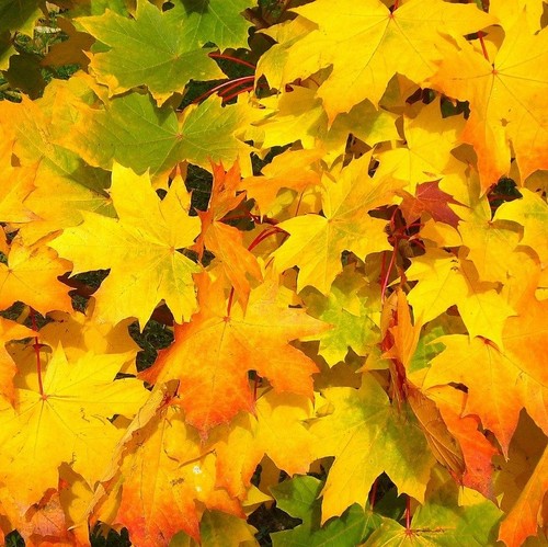 Spitzahorn ahorn acer - spitzahorn,