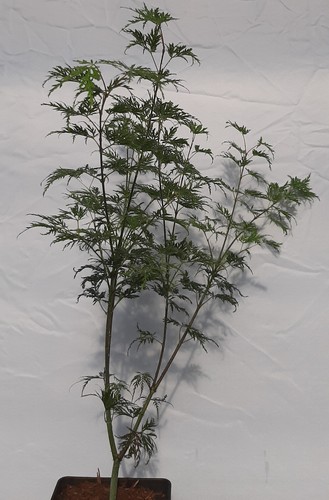 Grüner schlitzahornemerald - grüner,