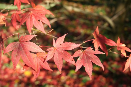 Roter fächer ahorn - fächer-ahorn, acer