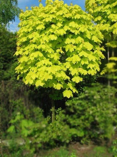 Kugel spitzahorn golden - kugel-spitzahorn, 'golden