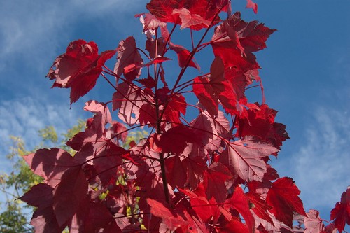Rot ahorn acer rubrum - rot-ahorn,