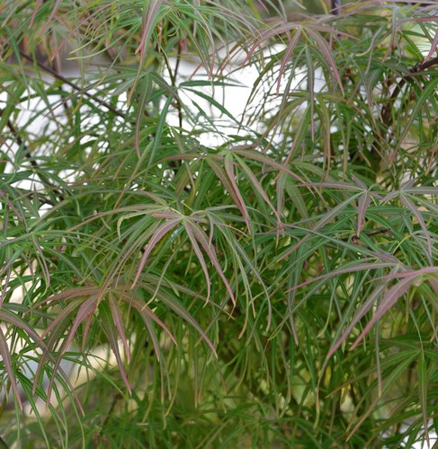 Japanischer schlitzahorn - japanischer,