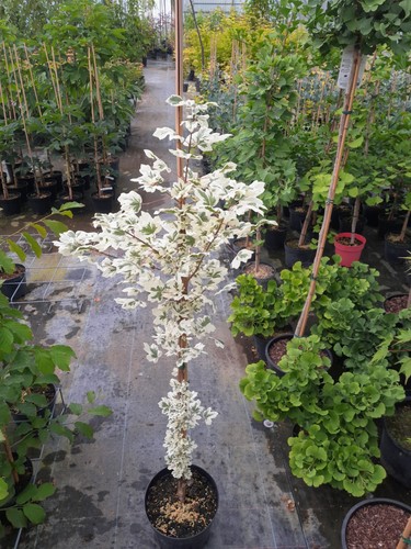 Acer campestre carnival - acer, "carnival"