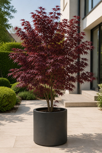 Acer palmatum atropurpureum - acer, 30