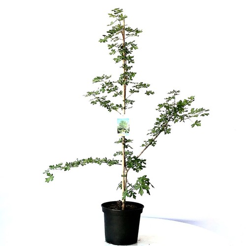 Feldahorn acer campestre - acer,