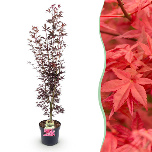 Acer palmatum atropurpureum - acer,
