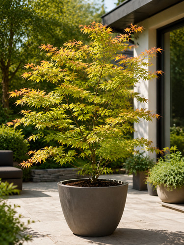 Acer palmatum orange - orange, dream