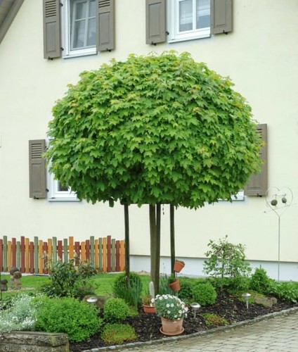 Gewöhnlicher ahorn - gewöhnlicher,